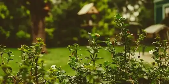 Eco-friendly kert: Hogyan termesszünk, trágyázzunk és komposztáljunk gyümölcsöt és zöldséget?