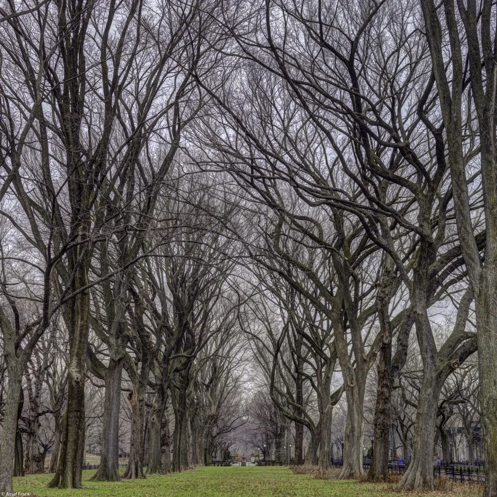 Poszter 30x30cm Fasorok a Central Parkban, Assaf Frank