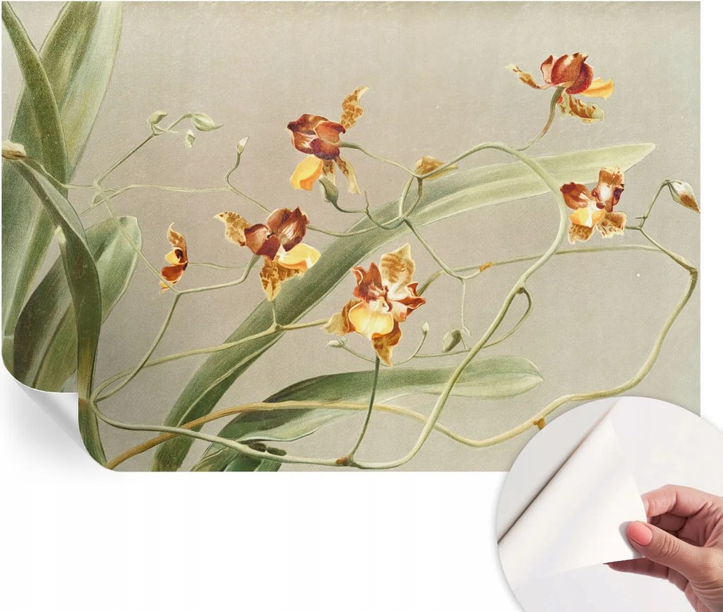 Öntapadós fali fotótapéta Hálószobába Orchideák klasszikus 104x70 cm