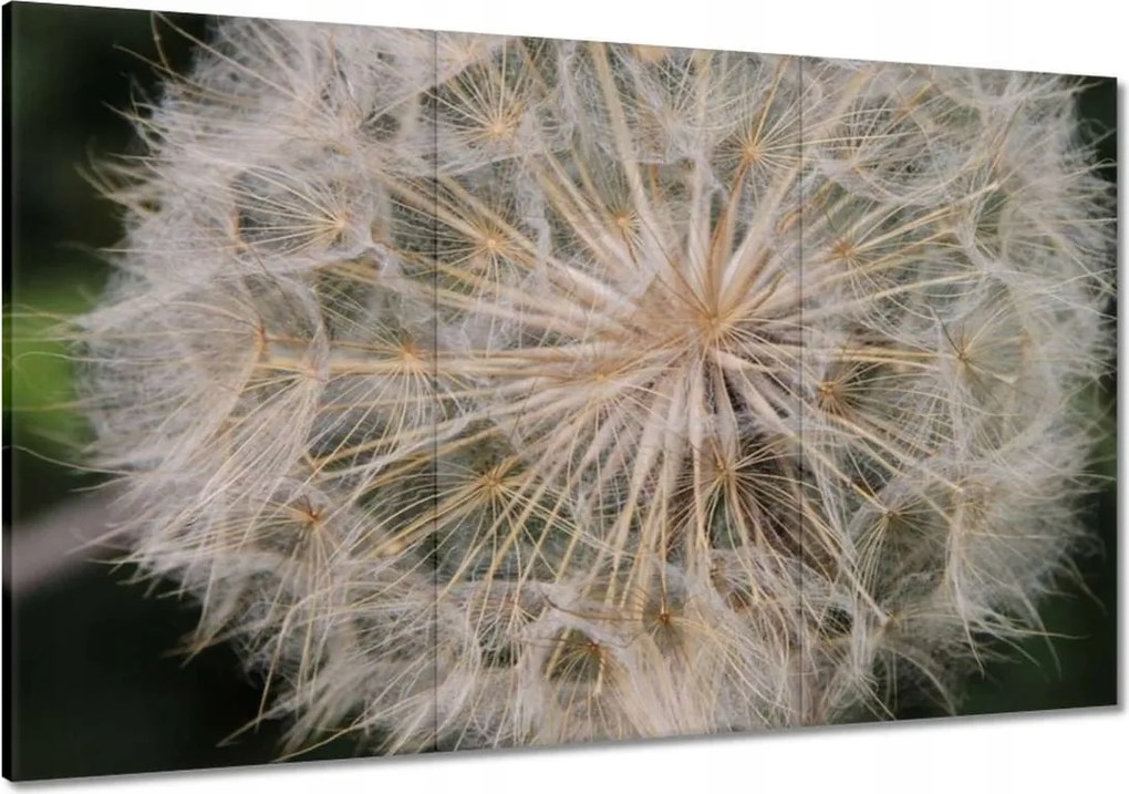 Vászonkép 120x80 Pitypang Virág Virágok