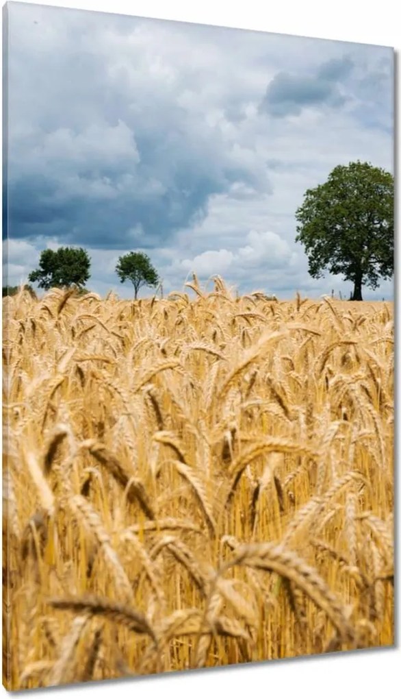 Vászonkép 80x120 Mező az aratás előtt Rozs