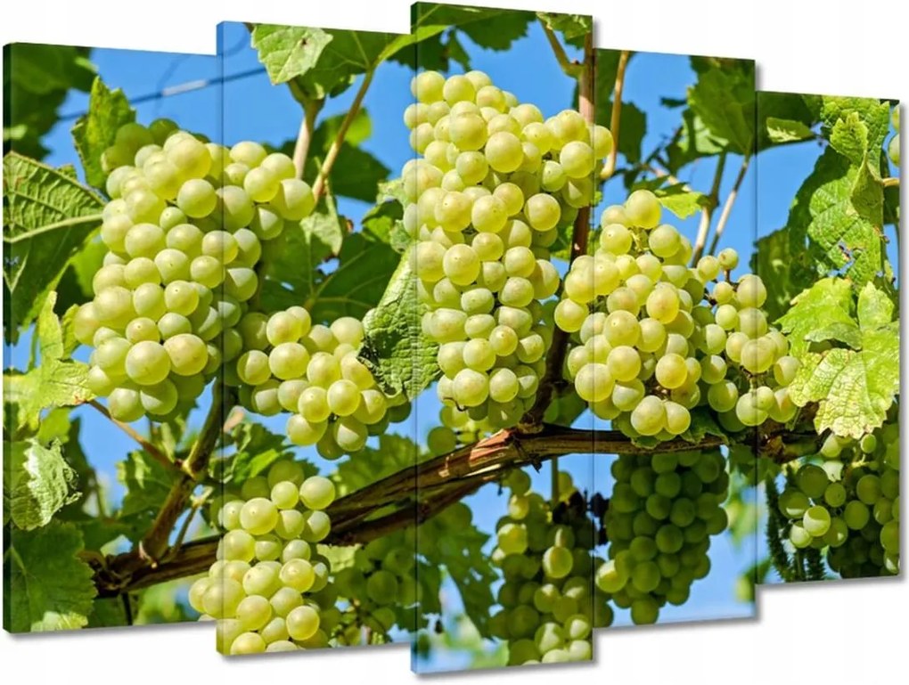 Vászonkép 70x50 Zöld szőlő