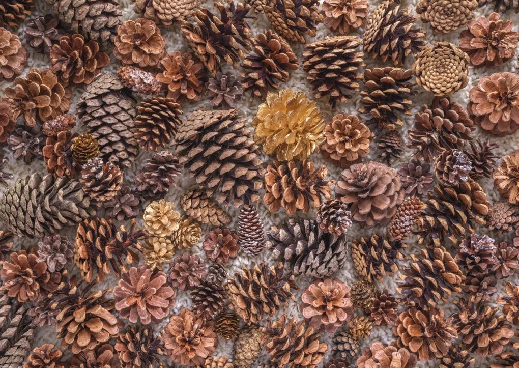 Poszter 84x59,5cm Fenyőtoboz, Assaf Frank