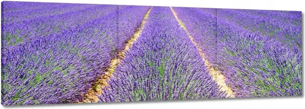 Festmények 120x40 Levendula