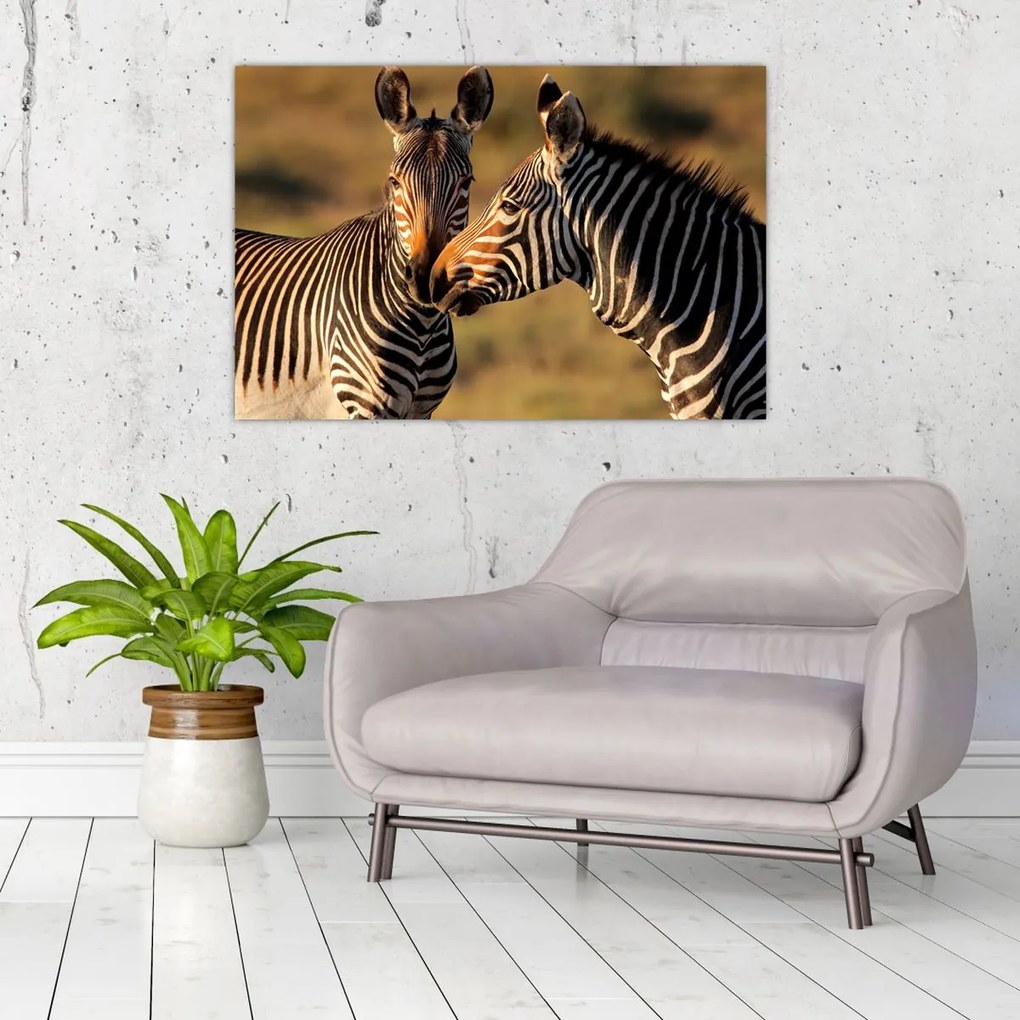 Kép - Két zebra (90x60 cm)