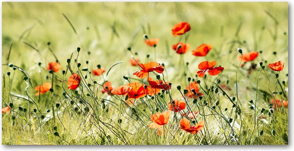 Pipacsok konyhai üvegpanel 120x60 cm Ragasztó