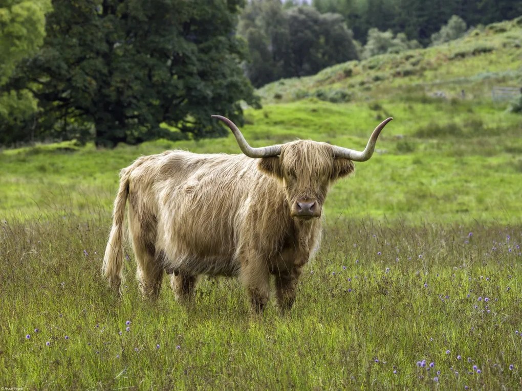 Poszter 40x30cm Hegyi tehén 2, Assaf Frank