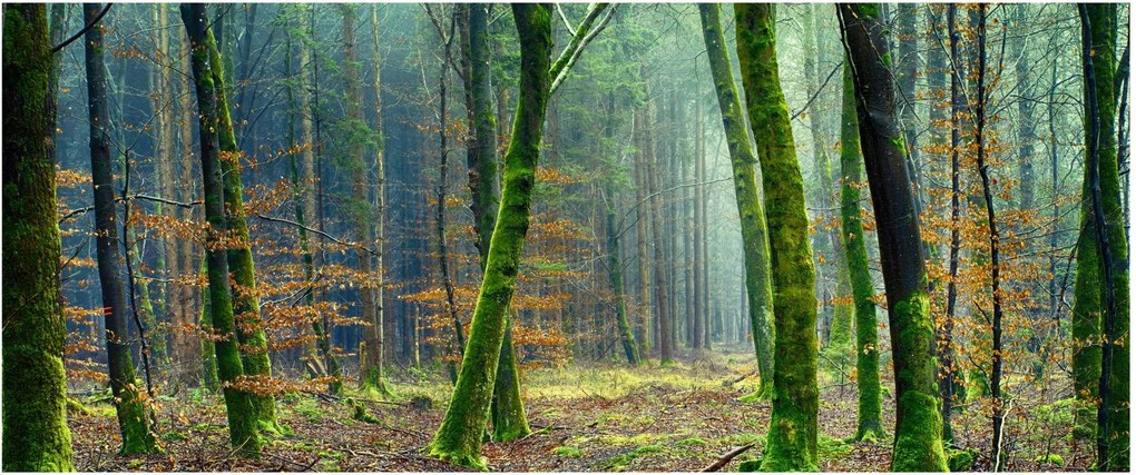 Az erdő képe (120x50 cm)