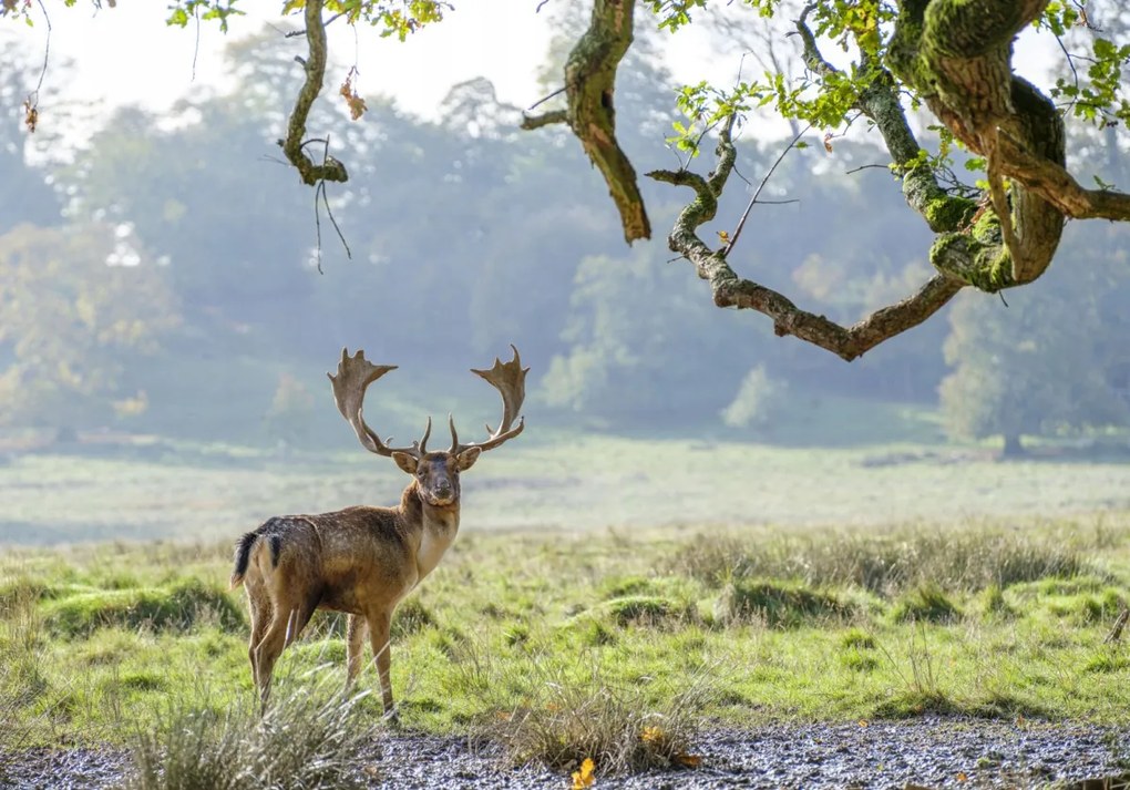 Poszter 66,5x46,5cm Szarvas a fa alatt, Assaf Frank