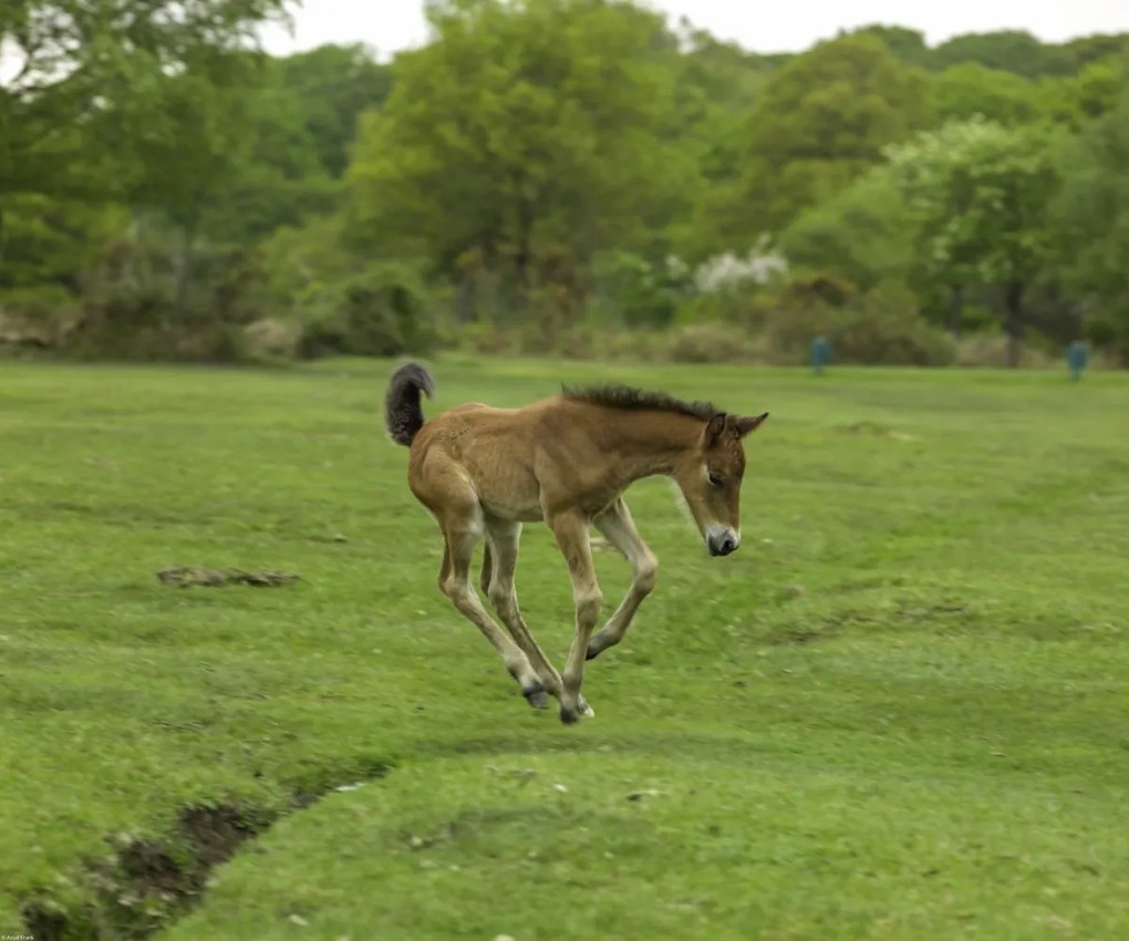 Poszter 60x50cm Csikó fut a mezőn, Assaf Frank