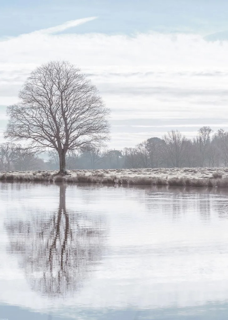 Poszter 50x70cm Fa tükröződése a tóban, Assaf Frank