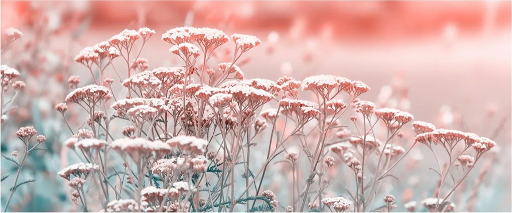 Kép - Réti virágok (120x50 cm)
