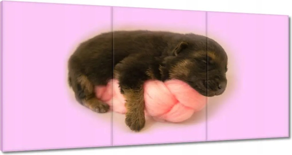 Festmények 120x60 Kiskutya