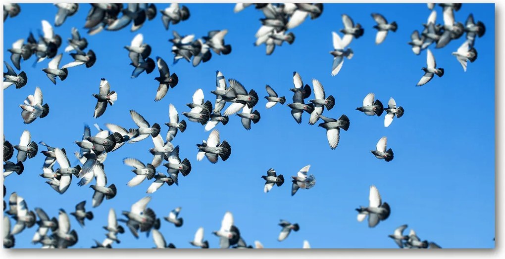 Fotó-kép edzett üveg Galambcsorda 140x70