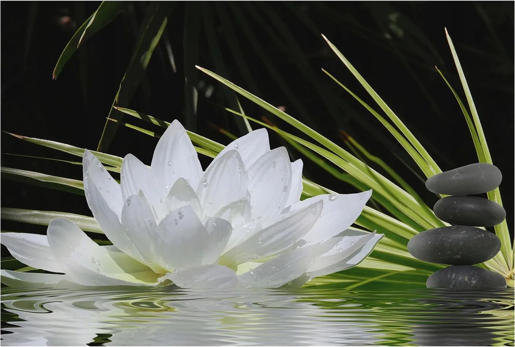 Fotótapéta Fali ragasztó szett Liliom meditáció 104x70 Ragasztó