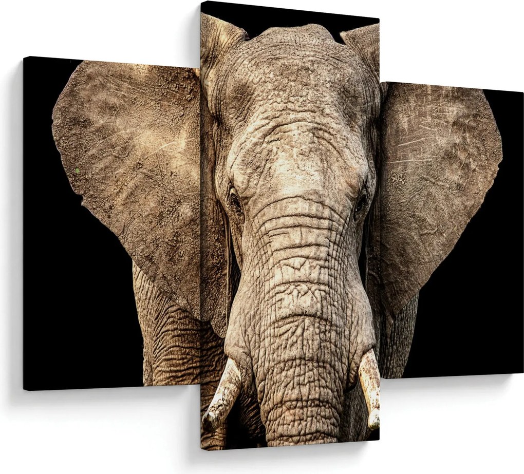 Kép - Afrikai elefánt (90x60 cm)