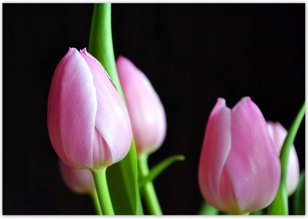 Poszterek 100x70 Lila tulipánok