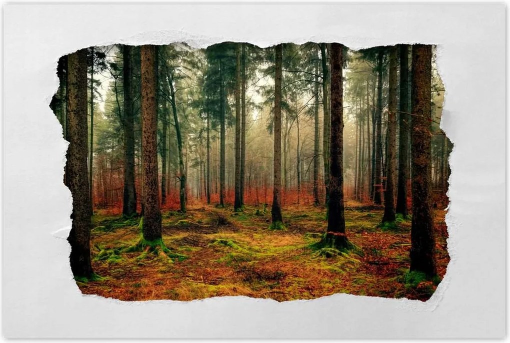 Poszterek 90x60 Erdei táj Kilátás