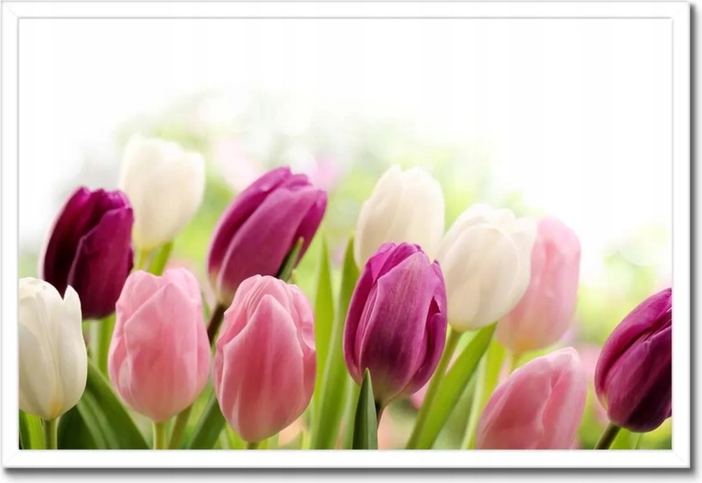 Poszterek keretben 60x40 Gyönyörű tulipánok