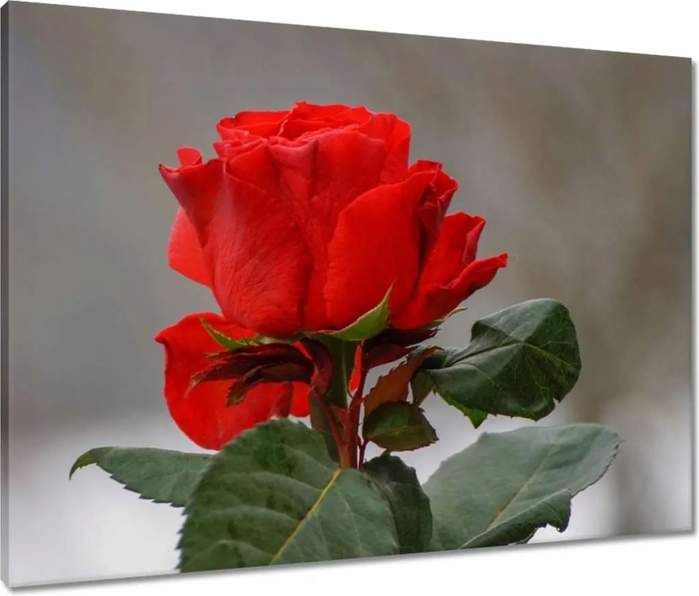 Vászonkép 80x60 Rózsa Virág Virágok Rózsa