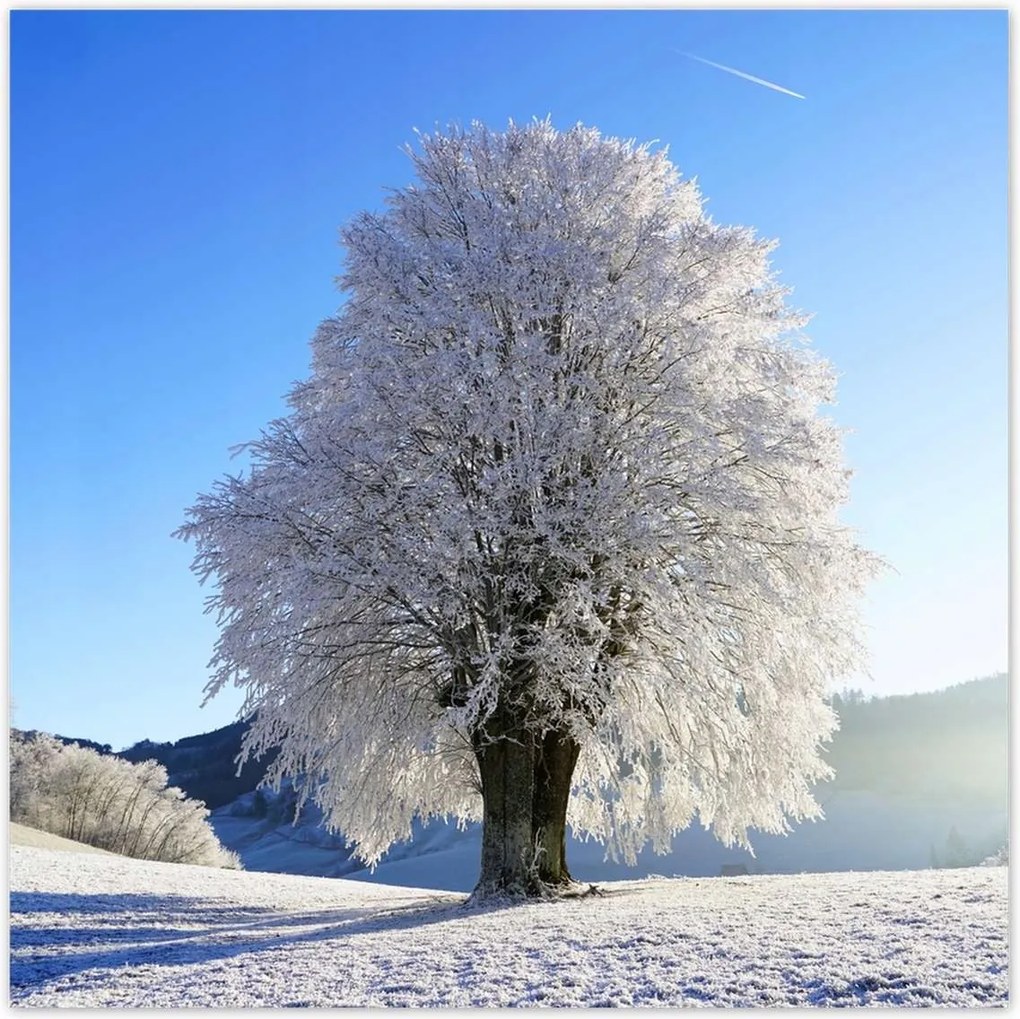 Poszterek 100x100 Téli fa fotó