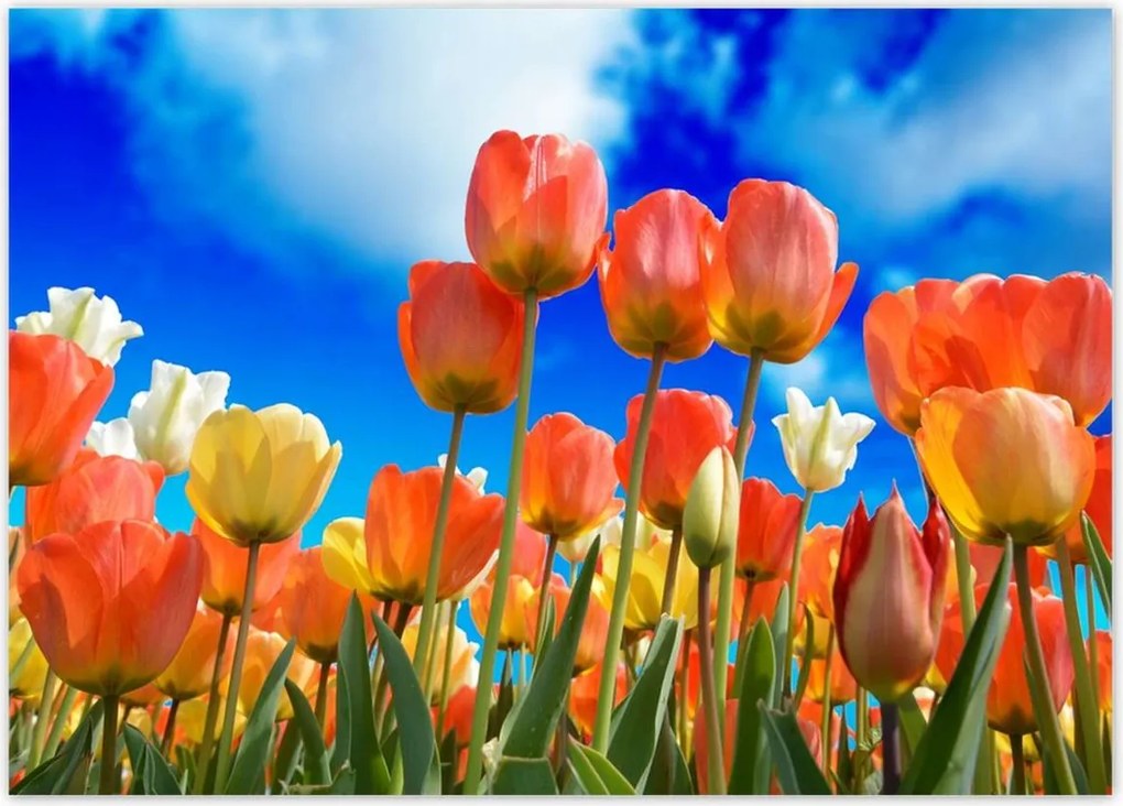 Poszterek 70x50 Színes tulipánok