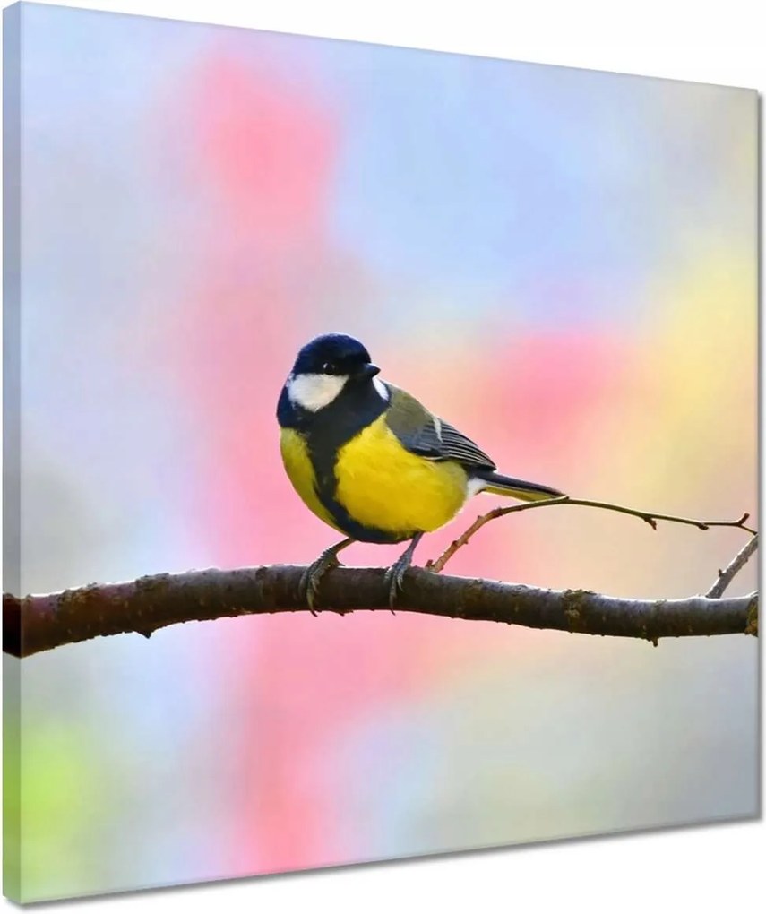 Vászonkép 40x40 Sárga madár