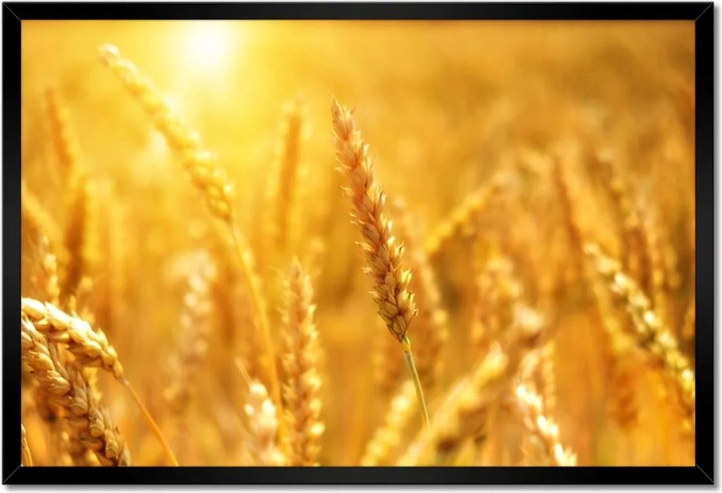 Poszterek keretben 60x40 Gabona érik a napfényben