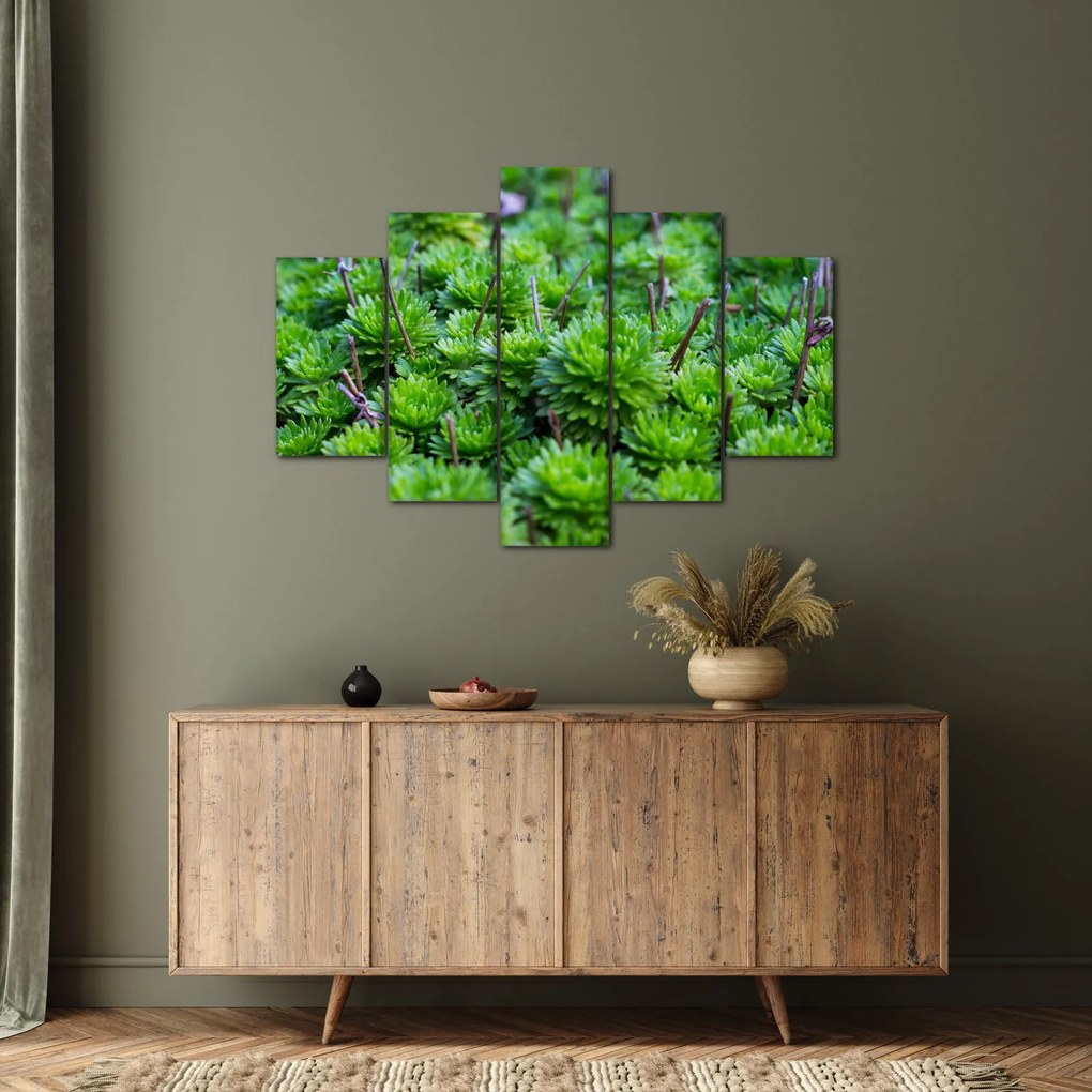 A pozsgás növények képe (150x105 cm)
