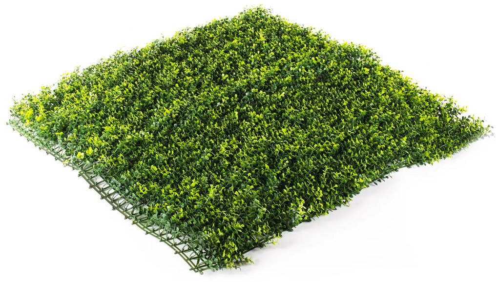Hawaj sárga Buxus High műsövény | 100 x 100 cm