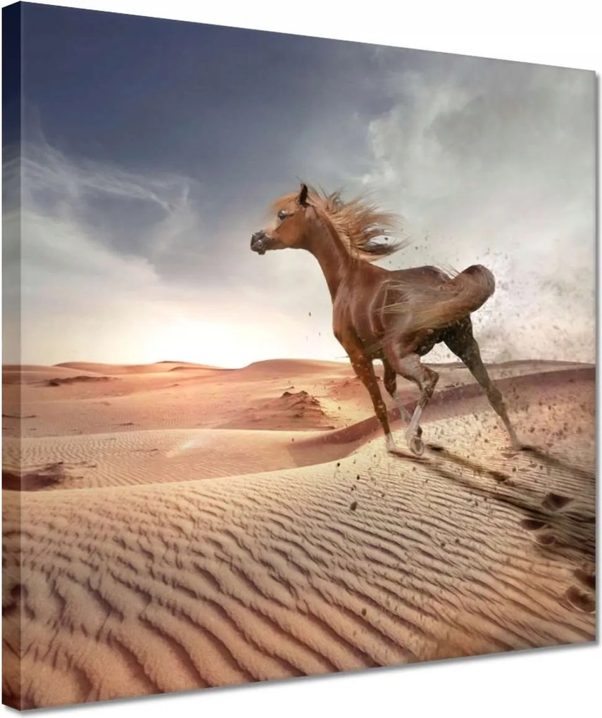 Vászonkép 30x30 Ló Lovak Lovaglás