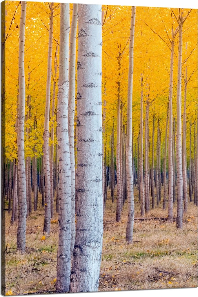 Nyírfa Ősz Sárga levelek vászonkép 80x120 cm