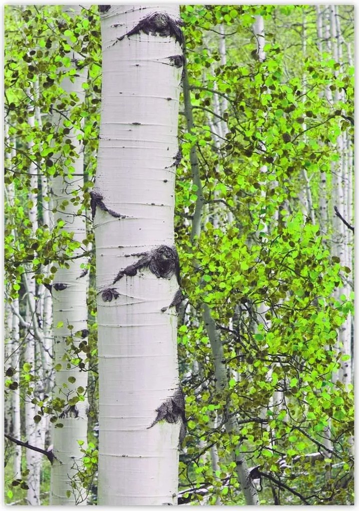 Plakátok 70x100 Brzóska tavaszi zöldje