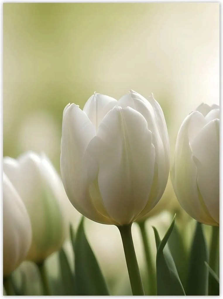 Poszterek 100x135 Fehér tulipánok