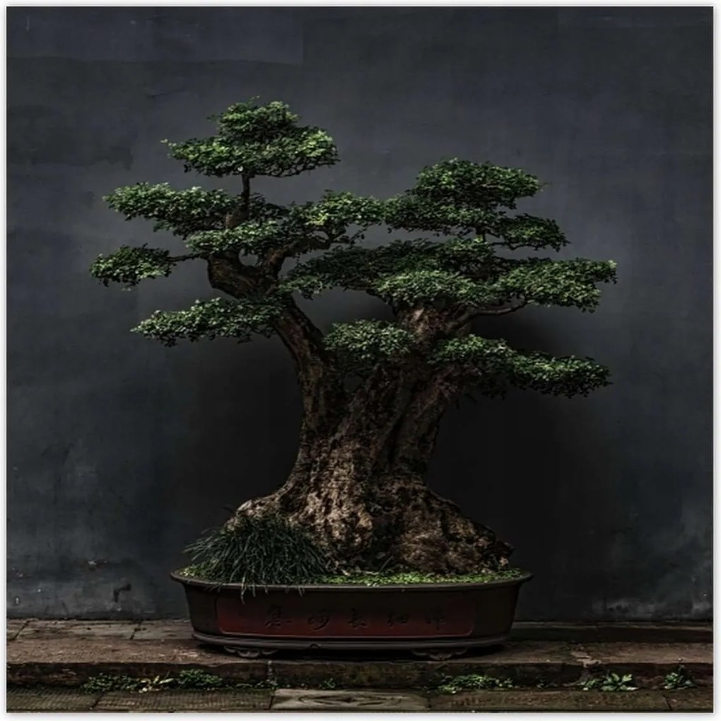 Poszterek 100x100 Bonsai Fa Kultúra