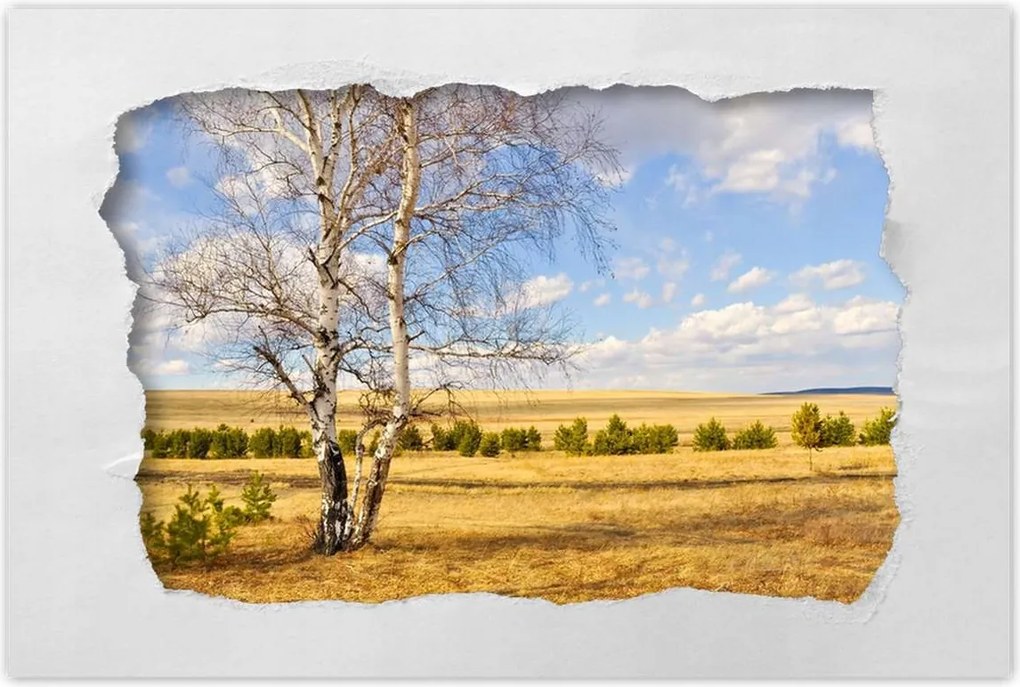 Poszterek 60x40 Nyírfa a mezőn Tájkép