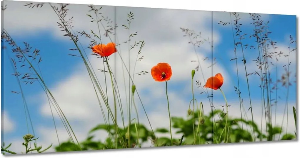 Vászonkép 180x90 Vörös mezei pipacs