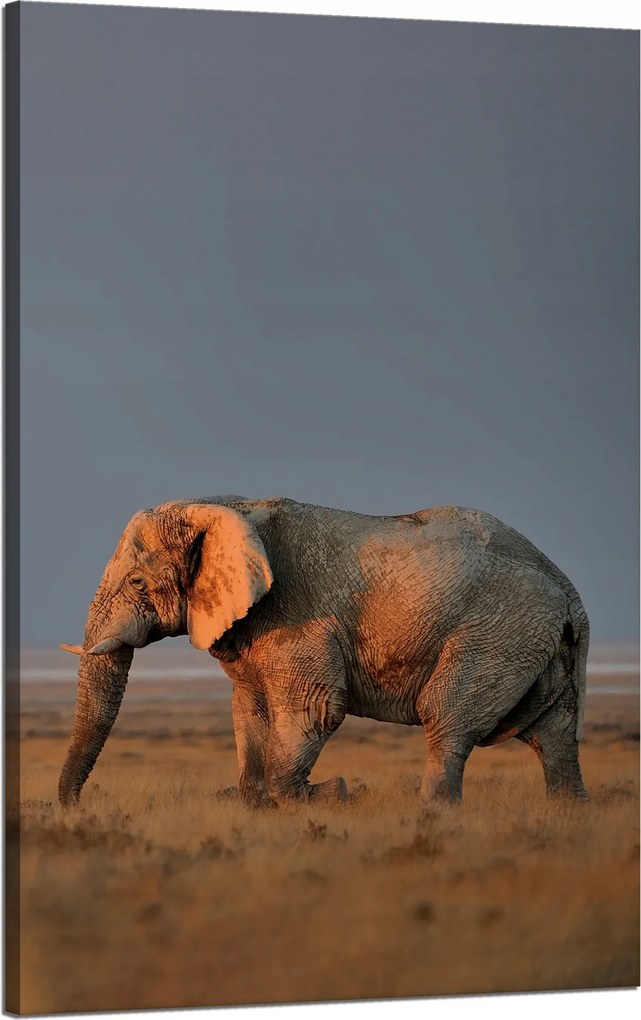 Vászonkép Elefánt szavanna Afrika Ég Fű 50x80 cm