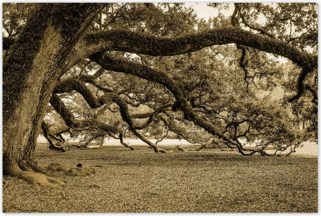 Poszterek 120x80 Erőteljes tölgy