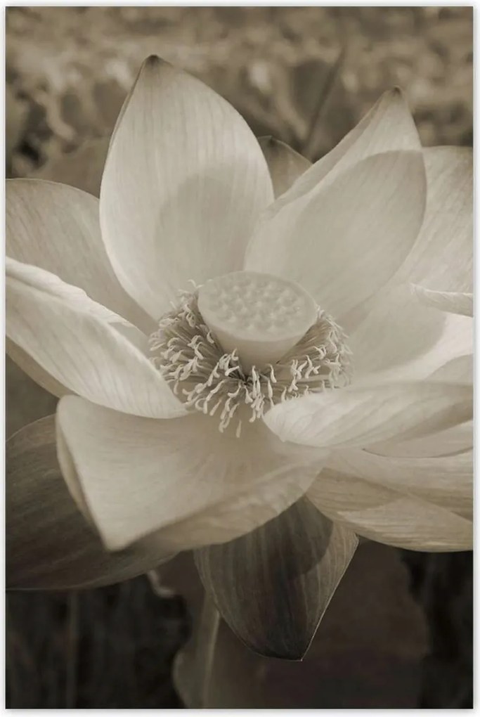 Poszterek 80x120 Lótusz Lótuszvirág