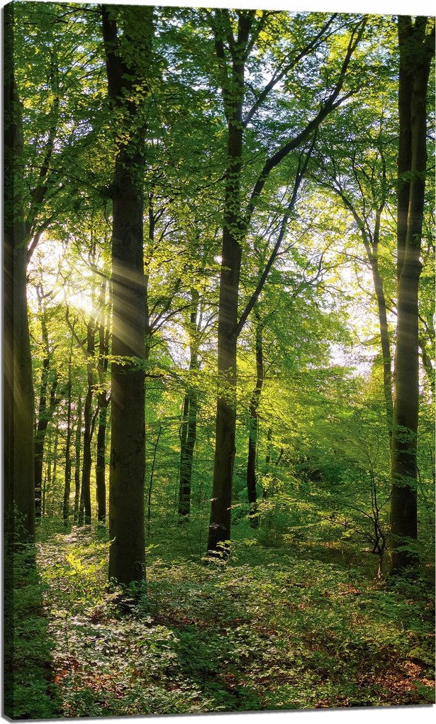 Vászonkép Nap Erdő Fák Fénysugarak 60x100 cm