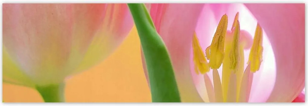 Poszterek 200x66 Rózsaszín tulipánok