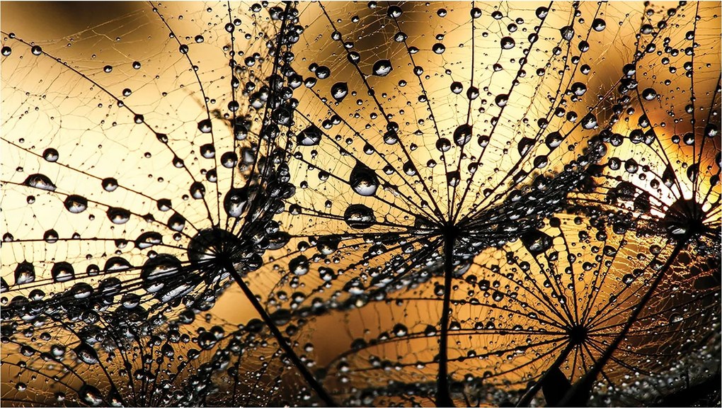 Fotótapéta flizelina Rosa a tejen A természet finom érintése 312x219 +ragasztó