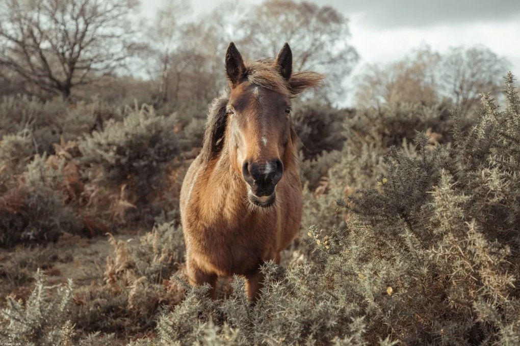 Poszter 45x30cm Ló a vadonban, Assaf Frank