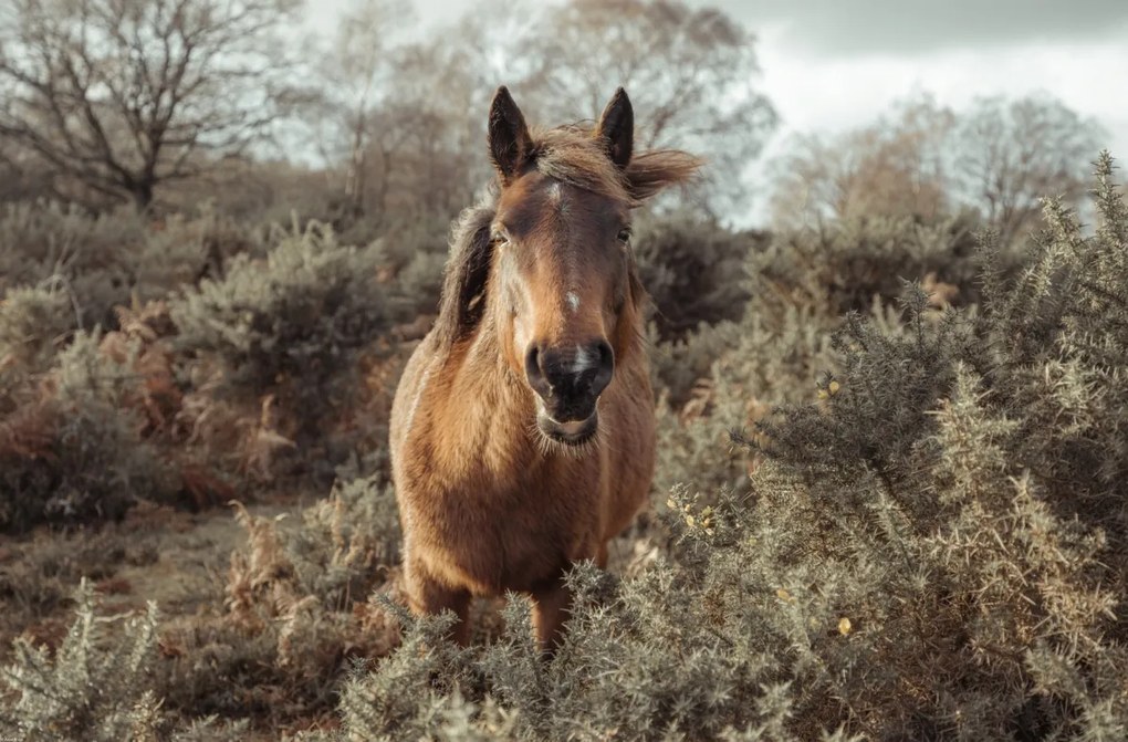 Poszter 86,4x56,8cm Ló a vadonban, Assaf Frank