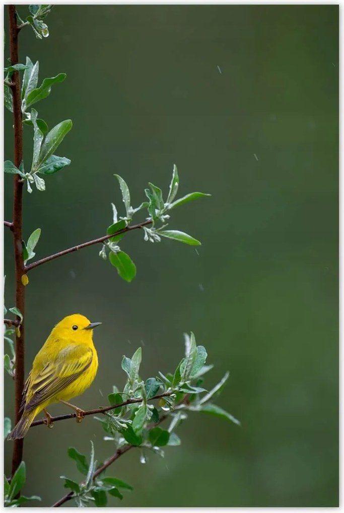 Poszterek 60x90 Madarak