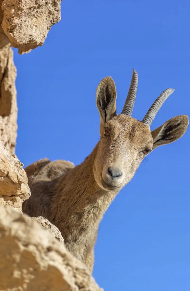 Poszter 53x81cm Ibex Nubiana 2, Assaf Frank