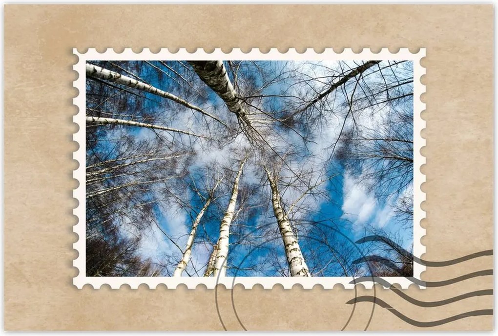 Poszterek 60x40 Nyírfa