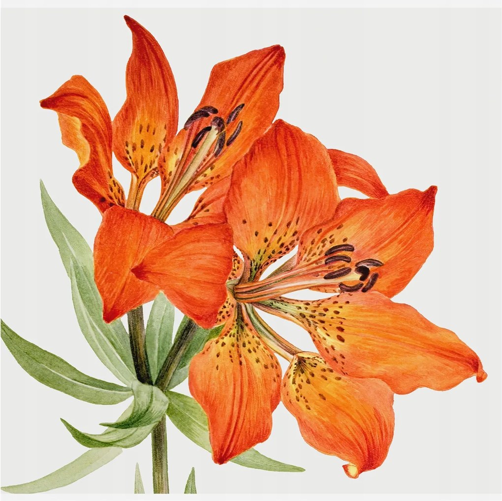 Fali fotótapéta Étkezőbe Narancs liliom 250x250 Ragasztó