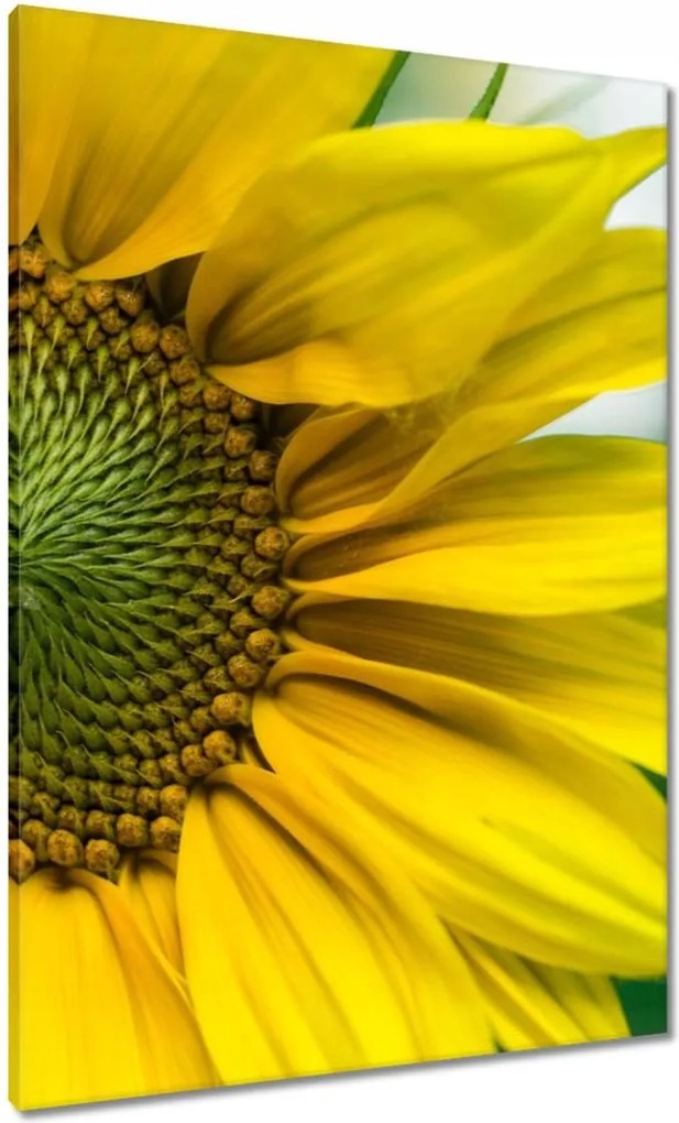 Vászonkép 70x100 Napraforgó Virág